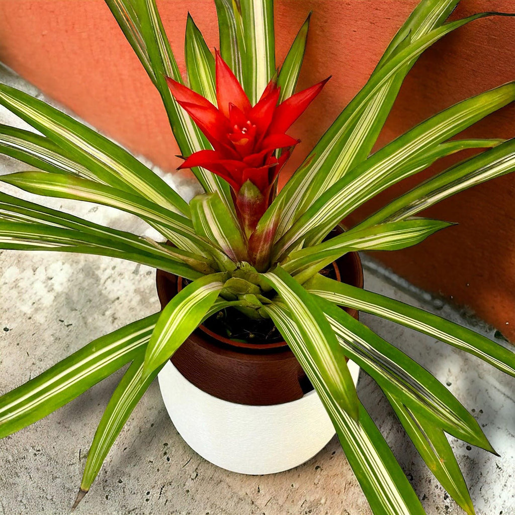 Kyoto self-watering planter — alternate angle
