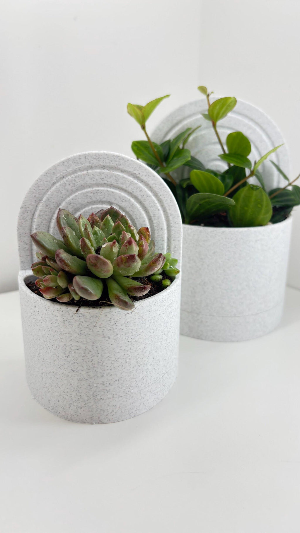 3D printed bookend planter with succulent holding up books on a shelf